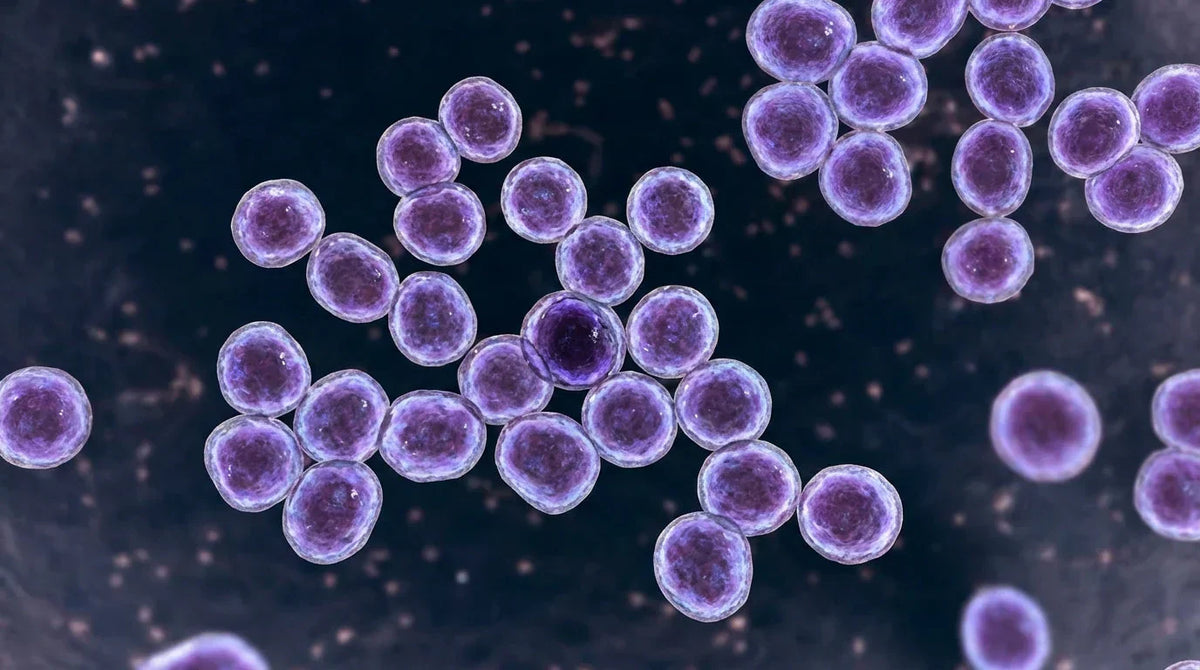 Eczema and Staph Aureus: Why the Itch Always Comes Back and How To Break The Cycle