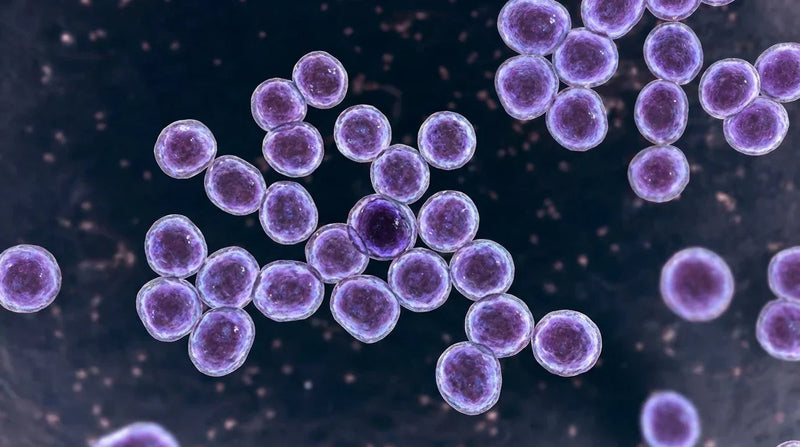 Eczema and Staph Aureus: Why the Itch Always Comes Back and How To Break The Cycle